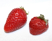 strawberry and strasberry together