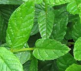 fresh mint for ice cream