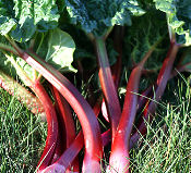 fresh rhubarb