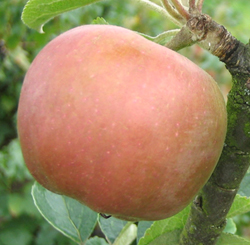 fresh garden apple