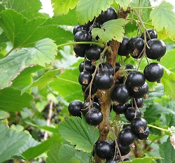 blackcurrants