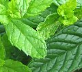 fresh mint for unusual ice cream